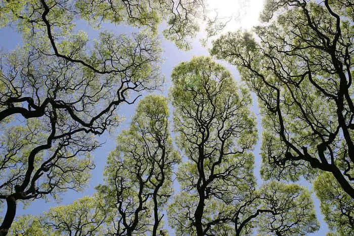 27 Amazing Examples Of “Crown Shyness”, A Phenomenon Where Trees Avoid Touching