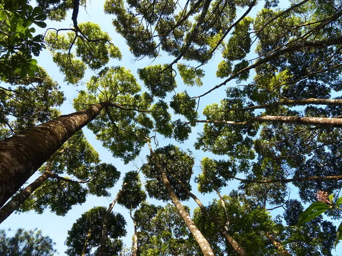 27 Amazing Examples Of “Crown Shyness”, A Phenomenon Where Trees Avoid Touching