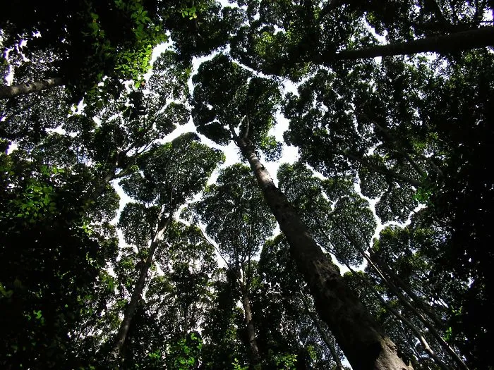 10+ Increíbles ejemplos de "timidez entre árboles", un fenómeno botánico en el que los árboles evitan tocarse
