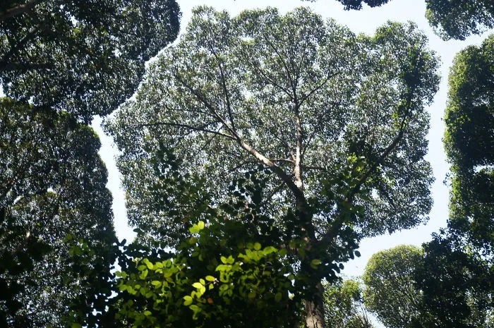 27 Amazing Examples Of “Crown Shyness”, A Phenomenon Where Trees Avoid Touching