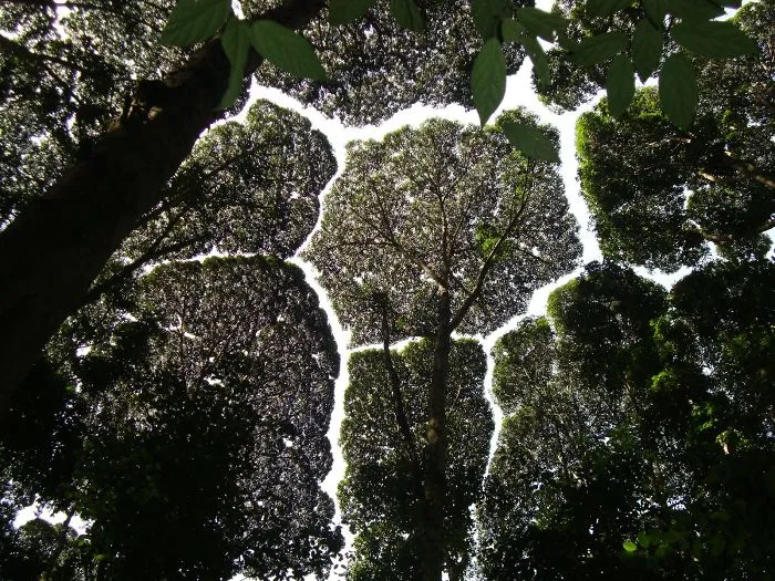 27 Amazing Examples Of “Crown Shyness”, A Phenomenon Where Trees Avoid Touching