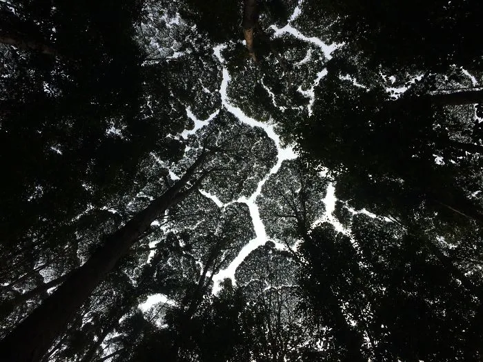 27 Amazing Examples Of “Crown Shyness”, A Phenomenon Where Trees Avoid Touching