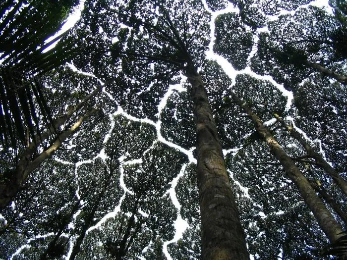 27 Amazing Examples Of “Crown Shyness”, A Phenomenon Where Trees Avoid Touching