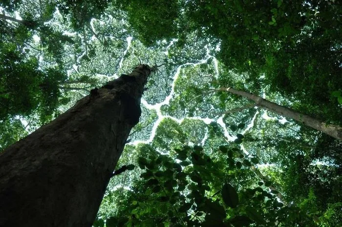 27 Amazing Examples Of “Crown Shyness”, A Phenomenon Where Trees Avoid Touching