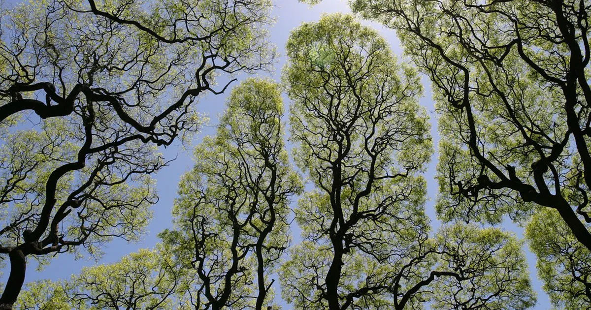 10+ Increíbles ejemplos de "timidez entre árboles", un fenómeno botánico en el que los árboles evitan tocarse