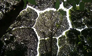 27 Amazing Examples Of “Crown Shyness”, A Phenomenon Where Trees Avoid Touching