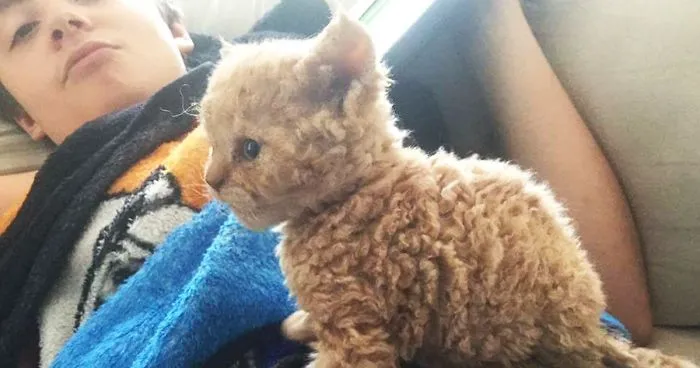 These Curly Cats Who All Descended From One Shelter Kitty Are Taking Internet By Storm