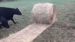 Cows Having Fun Playing With A Hay Bale