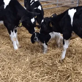 They Think That He's A Cow Or That They Are Dogs?