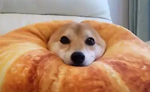 Here Come The Ears