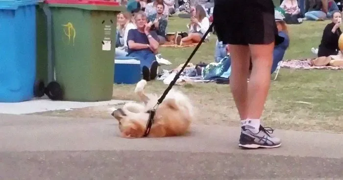 Dog Plays Dead So She Wouldn't Have To Leave Park, And It's Hilarious
