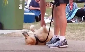 Dog Plays Dead So She Wouldn't Have To Leave Park, And It's Hilarious