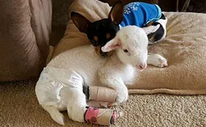 This Dog Has Just Lost His Best Friend, So They Gave Him A Plushie That Looks Just Like Her