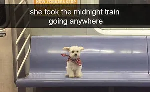 142 Hilarious Dog Snapchats That Are Impawsible Not To Laugh At (Part 3)