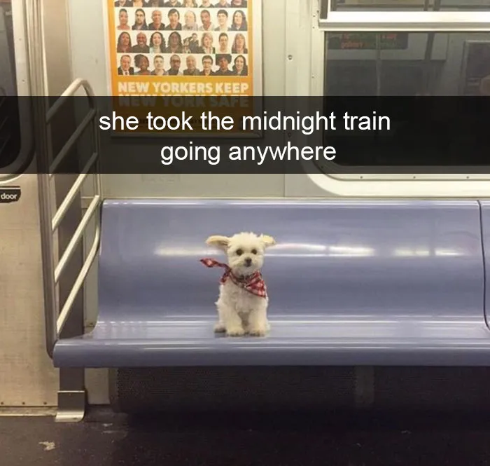 142 Hilarious Dog Snapchats That Are Impawsible Not To Laugh At (Part 3)