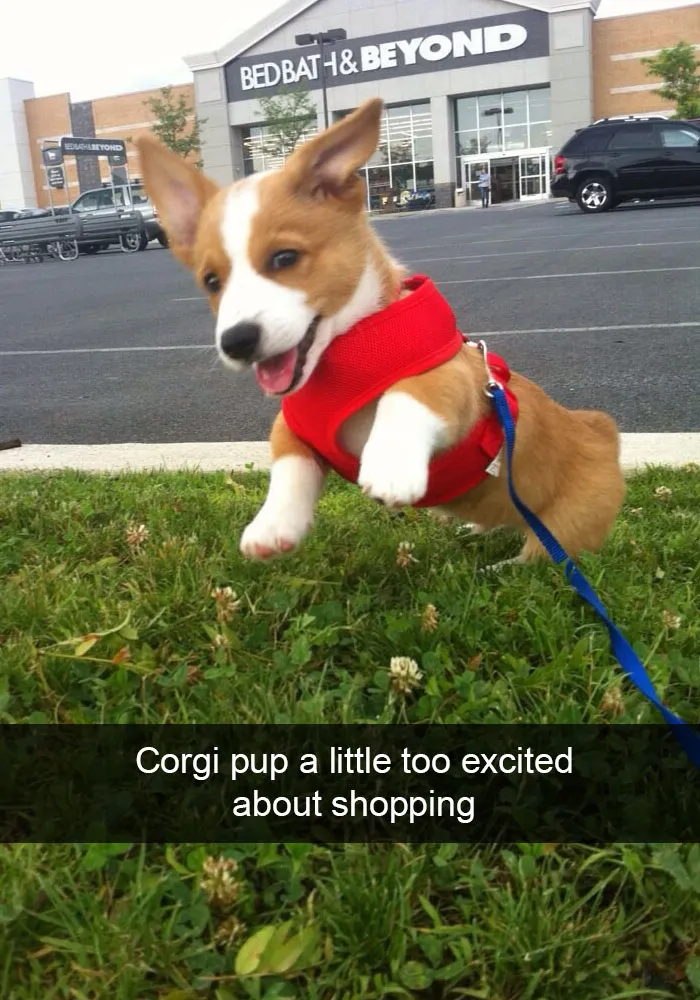 142 Hilarious Dog Snapchats That Are Impawsible Not To Laugh At (Part 3)