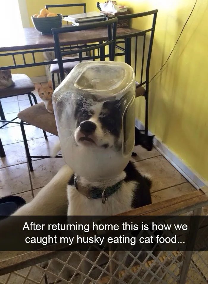142 Hilarious Dog Snapchats That Are Impawsible Not To Laugh At (Part 3)