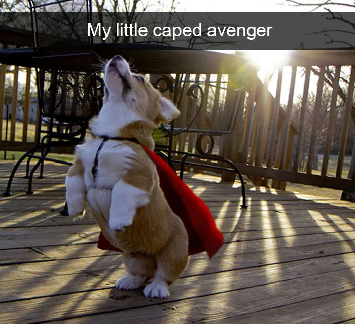 142 Hilarious Dog Snapchats That Are Impawsible Not To Laugh At (Part 3)