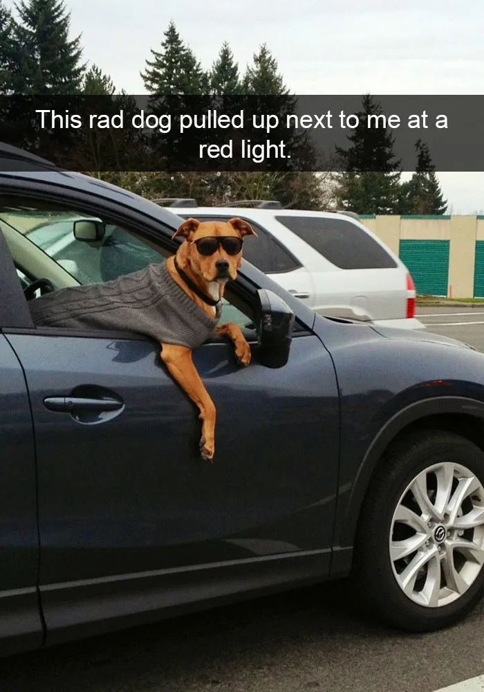 142 Hilarious Dog Snapchats That Are Impawsible Not To Laugh At (Part 3)