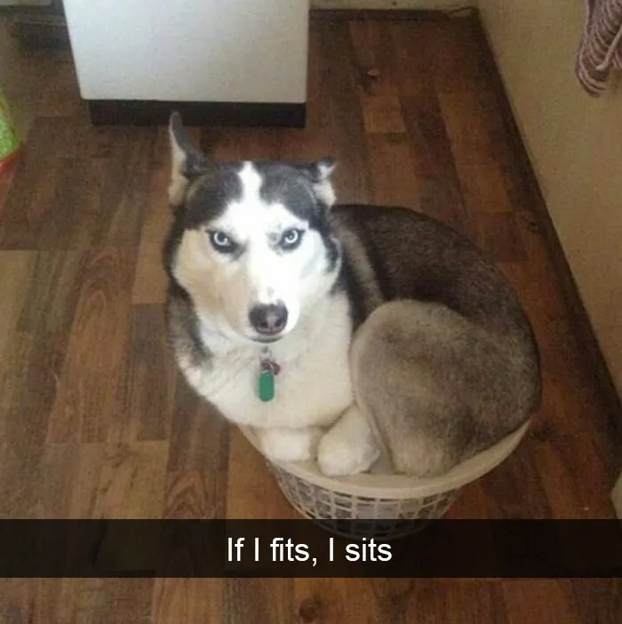 142 Hilarious Dog Snapchats That Are Impawsible Not To Laugh At (Part 3)