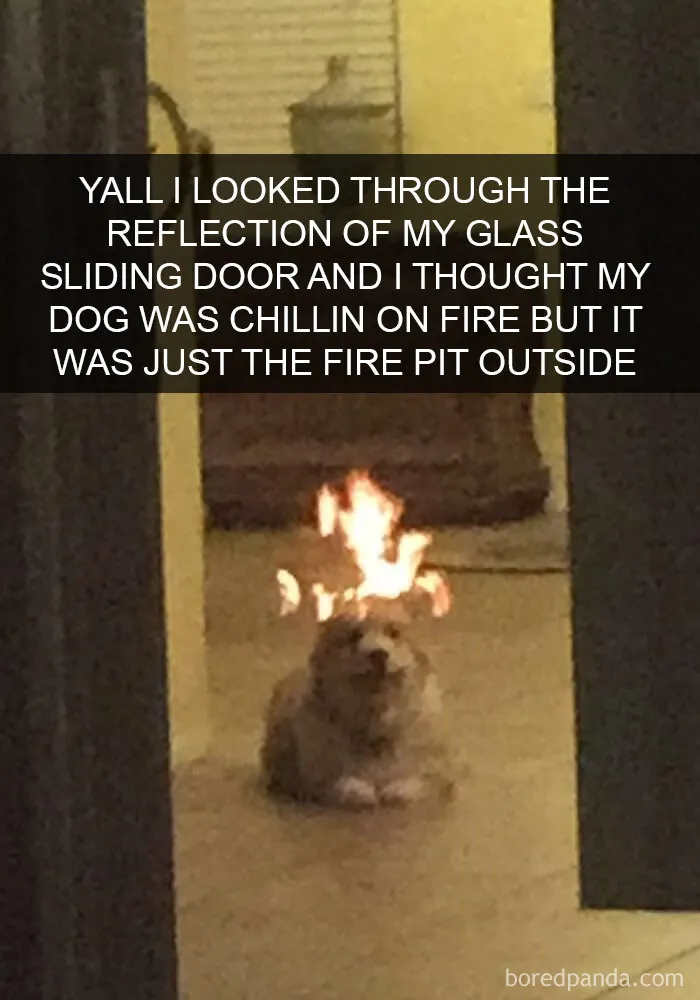 142 Hilarious Dog Snapchats That Are Impawsible Not To Laugh At (Part 3)
