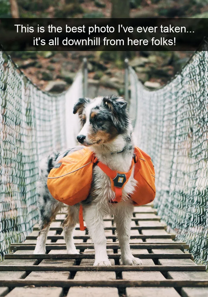 142 Hilarious Dog Snapchats That Are Impawsible Not To Laugh At (Part 3)
