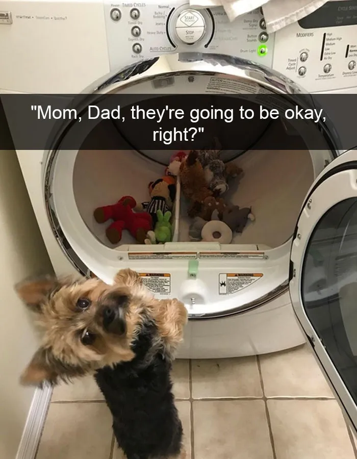 142 Hilarious Dog Snapchats That Are Impawsible Not To Laugh At (Part 3)