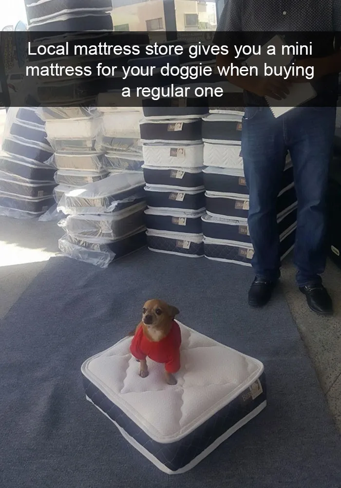 142 Hilarious Dog Snapchats That Are Impawsible Not To Laugh At (Part 3)