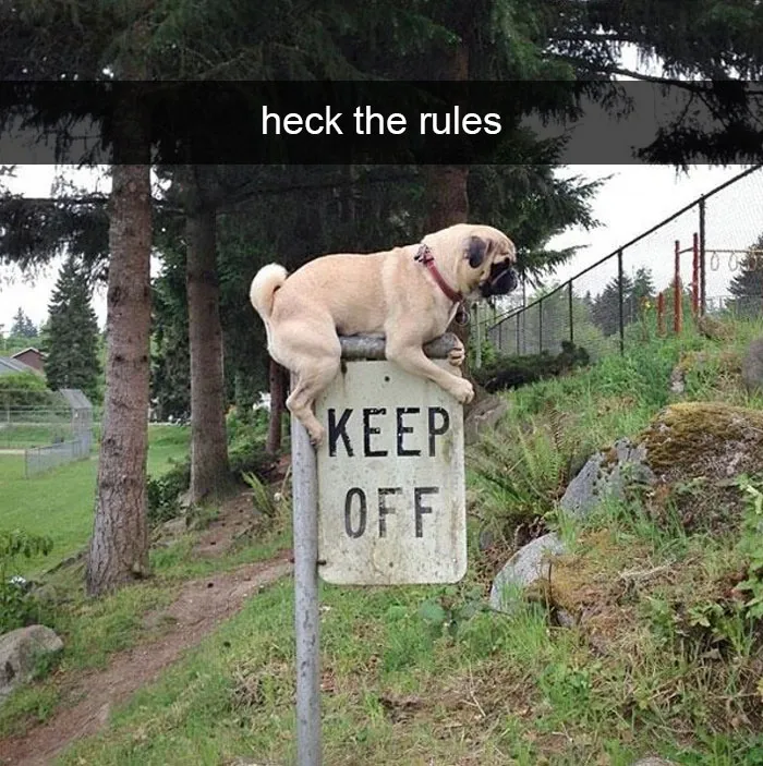 142 Hilarious Dog Snapchats That Are Impawsible Not To Laugh At (Part 3)