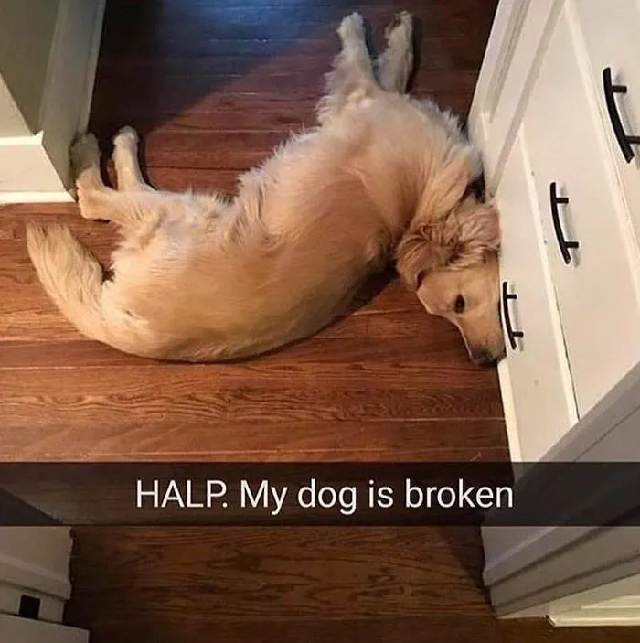 142 Hilarious Dog Snapchats That Are Impawsible Not To Laugh At (Part 3)