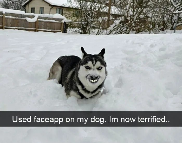 142 Hilarious Dog Snapchats That Are Impawsible Not To Laugh At (Part 3)