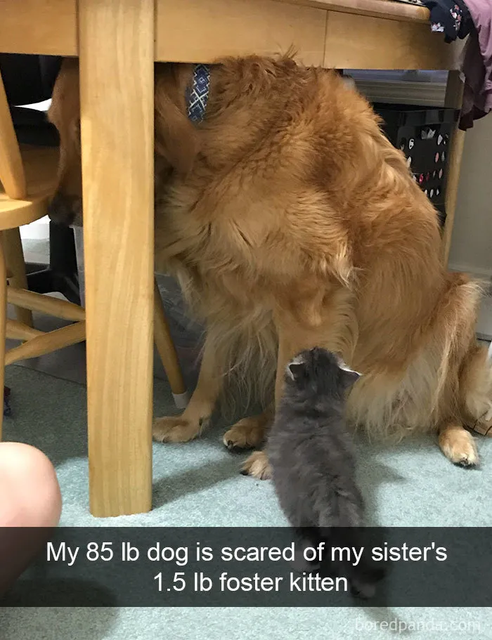142 Hilarious Dog Snapchats That Are Impawsible Not To Laugh At (Part 3)