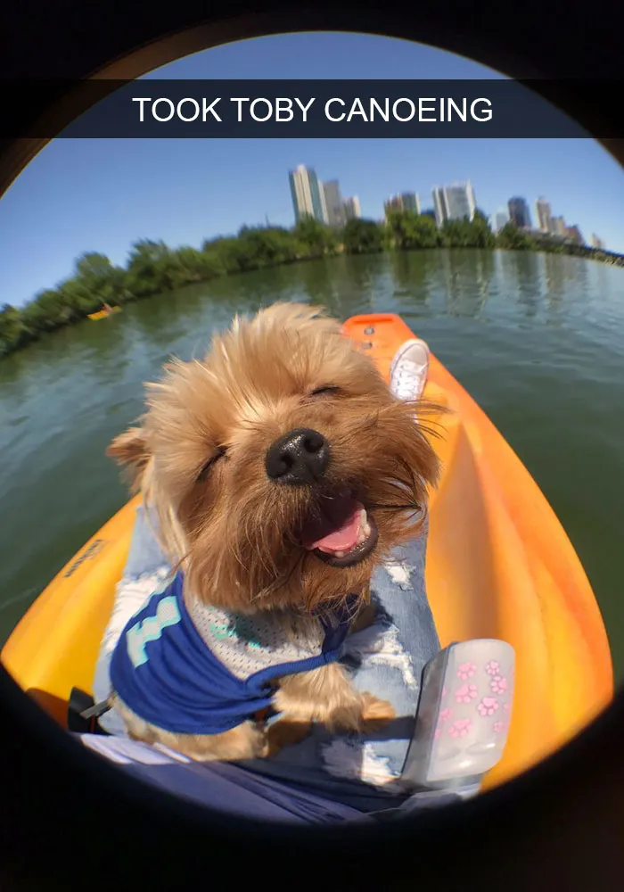 142 Hilarious Dog Snapchats That Are Impawsible Not To Laugh At (Part 3)