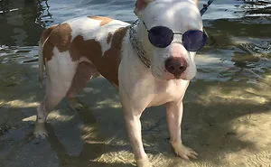142 Hilarious Dog Snapchats That Are Impawsible Not To Laugh At (Part 3)