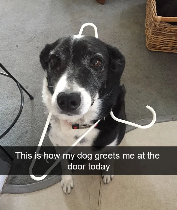 142 Hilarious Dog Snapchats That Are Impawsible Not To Laugh At (Part 3)