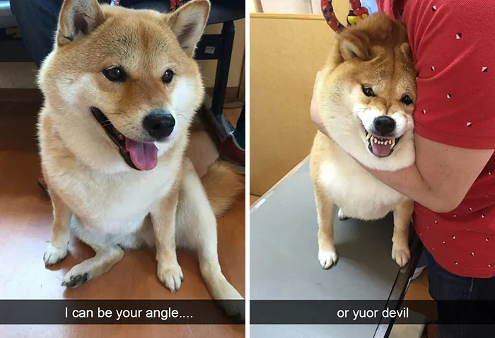 142 Hilarious Dog Snapchats That Are Impawsible Not To Laugh At (Part 3)