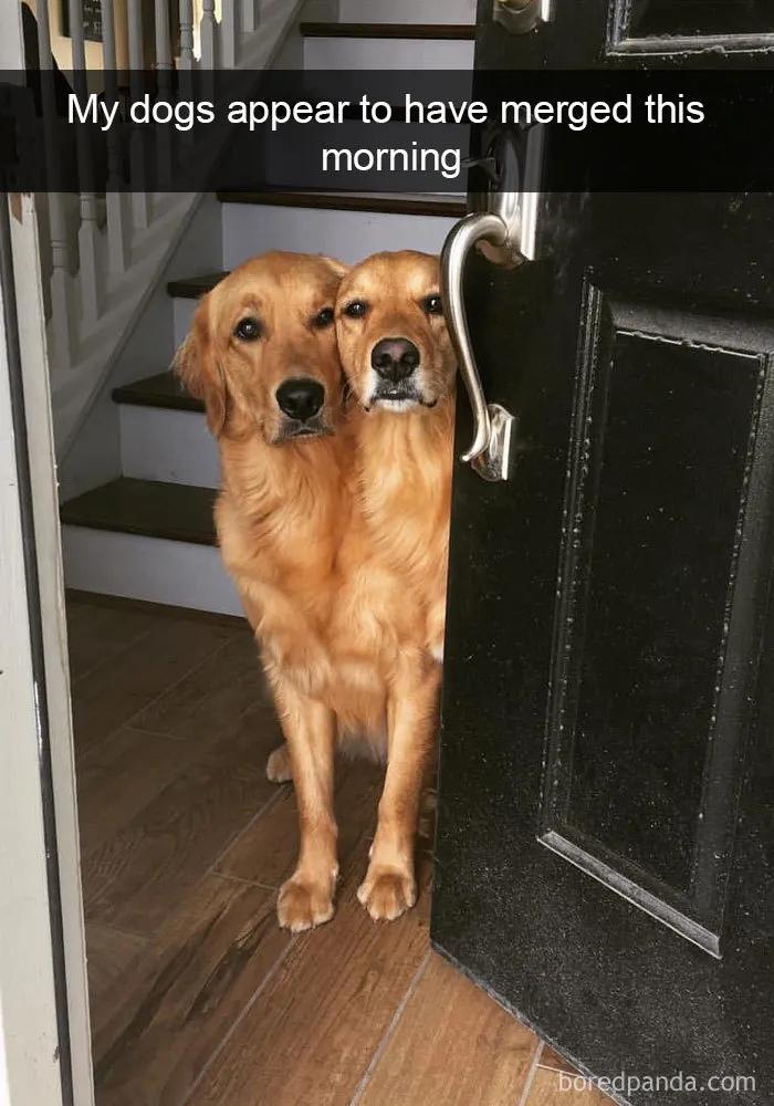 142 Hilarious Dog Snapchats That Are Impawsible Not To Laugh At (Part 3)
