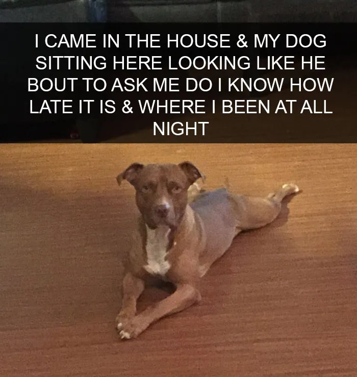 142 Hilarious Dog Snapchats That Are Impawsible Not To Laugh At (Part 3)