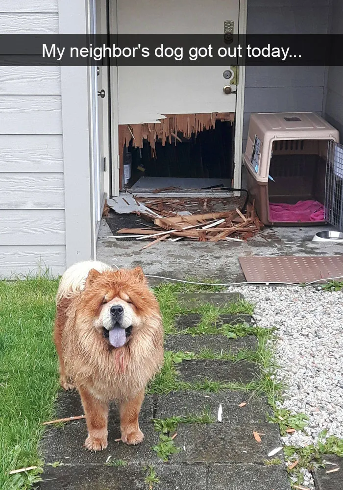 142 Hilarious Dog Snapchats That Are Impawsible Not To Laugh At (Part 3)