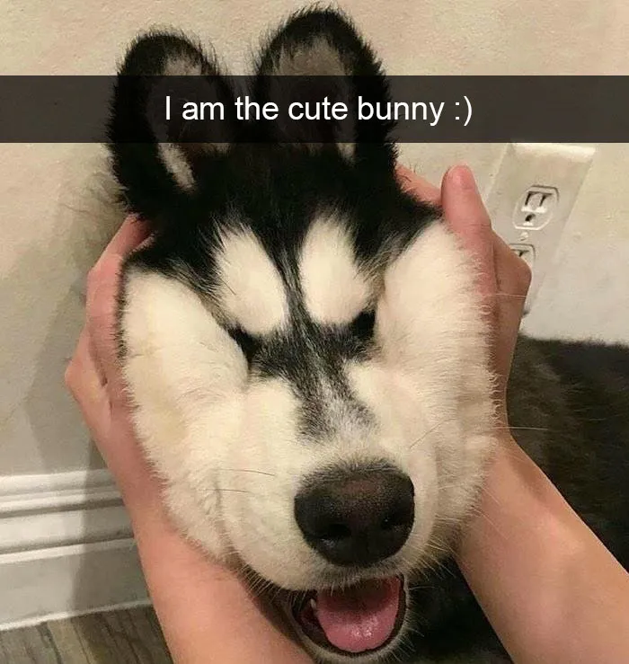 142 Hilarious Dog Snapchats That Are Impawsible Not To Laugh At (Part 3)