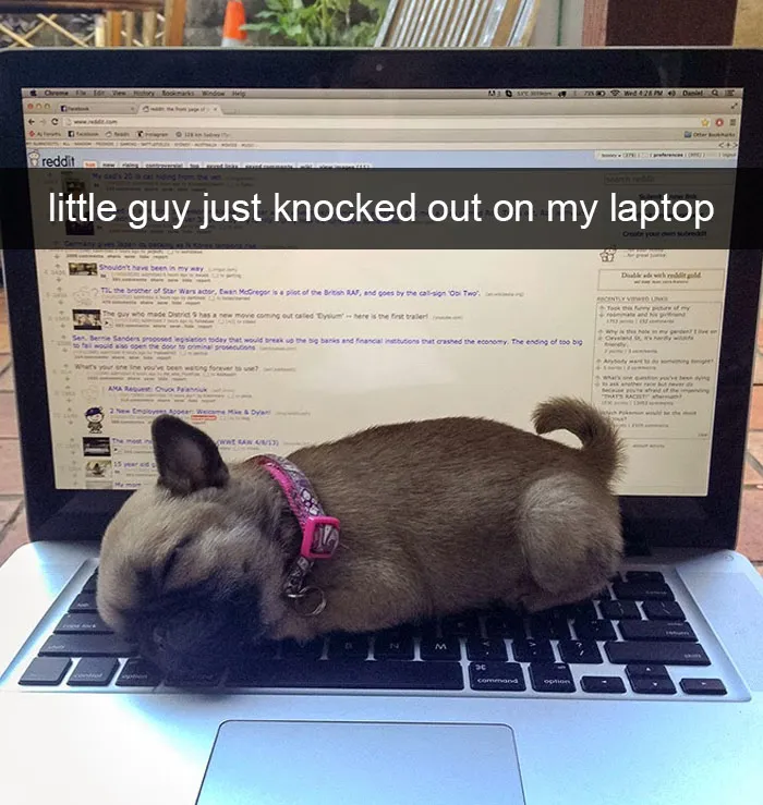 142 Hilarious Dog Snapchats That Are Impawsible Not To Laugh At (Part 3)