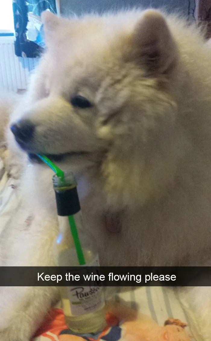 142 Hilarious Dog Snapchats That Are Impawsible Not To Laugh At (Part 3)
