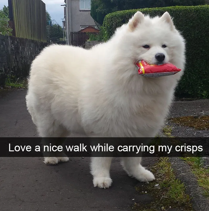 142 Hilarious Dog Snapchats That Are Impawsible Not To Laugh At (Part 3)
