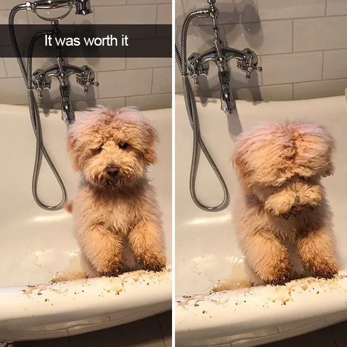 142 Hilarious Dog Snapchats That Are Impawsible Not To Laugh At (Part 3)