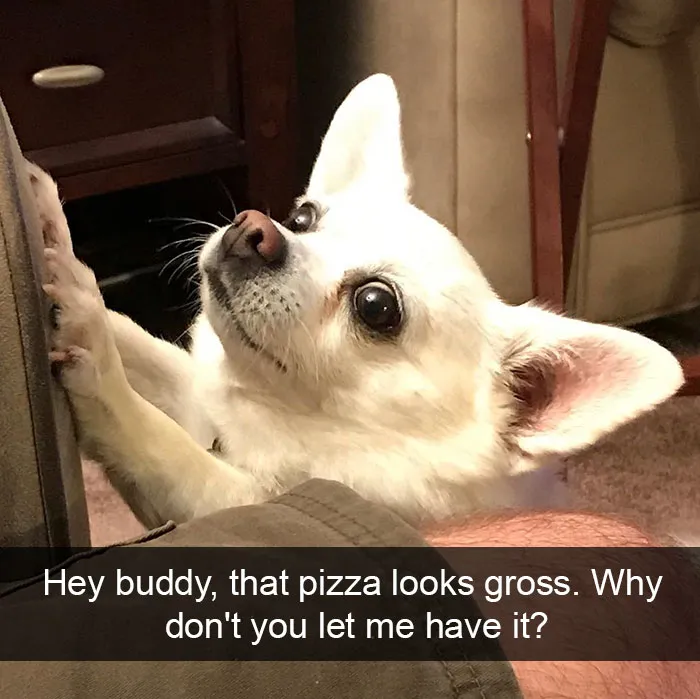 142 Hilarious Dog Snapchats That Are Impawsible Not To Laugh At (Part 3)