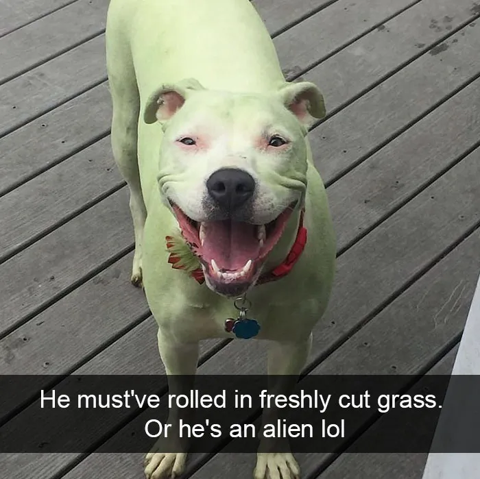 142 Hilarious Dog Snapchats That Are Impawsible Not To Laugh At (Part 3)