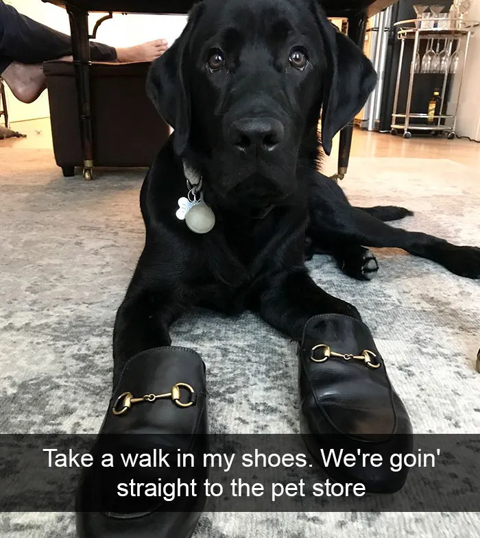 142 Hilarious Dog Snapchats That Are Impawsible Not To Laugh At (Part 3)