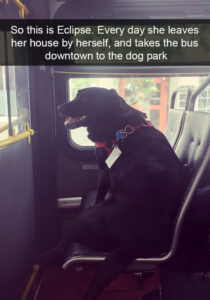 142 Hilarious Dog Snapchats That Are Impawsible Not To Laugh At (Part 3)