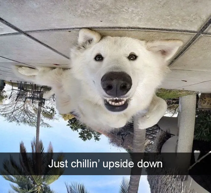142 Hilarious Dog Snapchats That Are Impawsible Not To Laugh At (Part 3)
