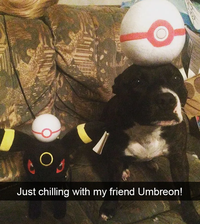 142 Hilarious Dog Snapchats That Are Impawsible Not To Laugh At (Part 3)